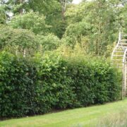 Native mix hedge in private garden