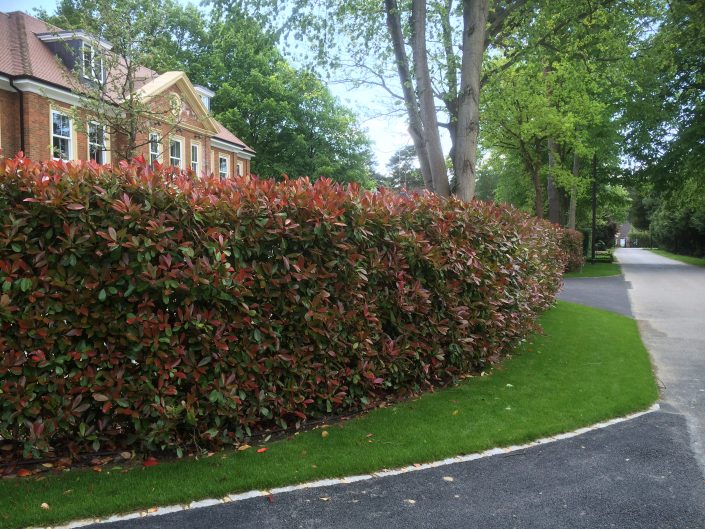 Photinia Instant Hedge just planted