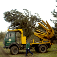 tree moving