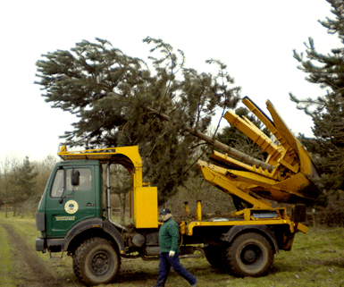 tree moving