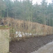 Native mix Elveden Instant Hedge just planted in winter