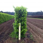 1.8m high Elveden Instant Hedge at the nursery
