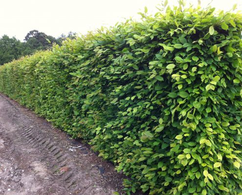Hornbeam instant hedge