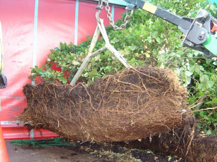 Elveden hedge root structure