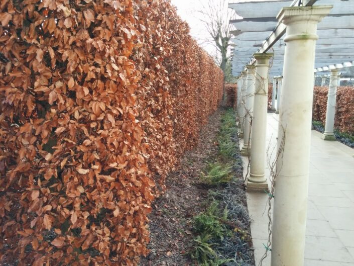 Image of a brown hedge