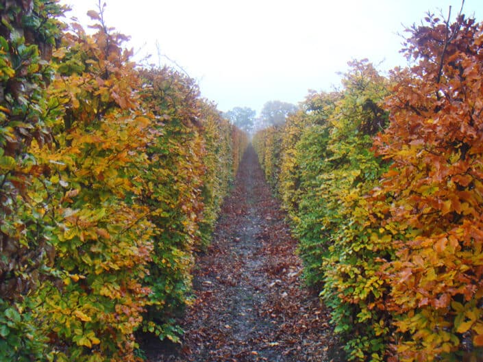 Beech Fagus sylvatica hedging row