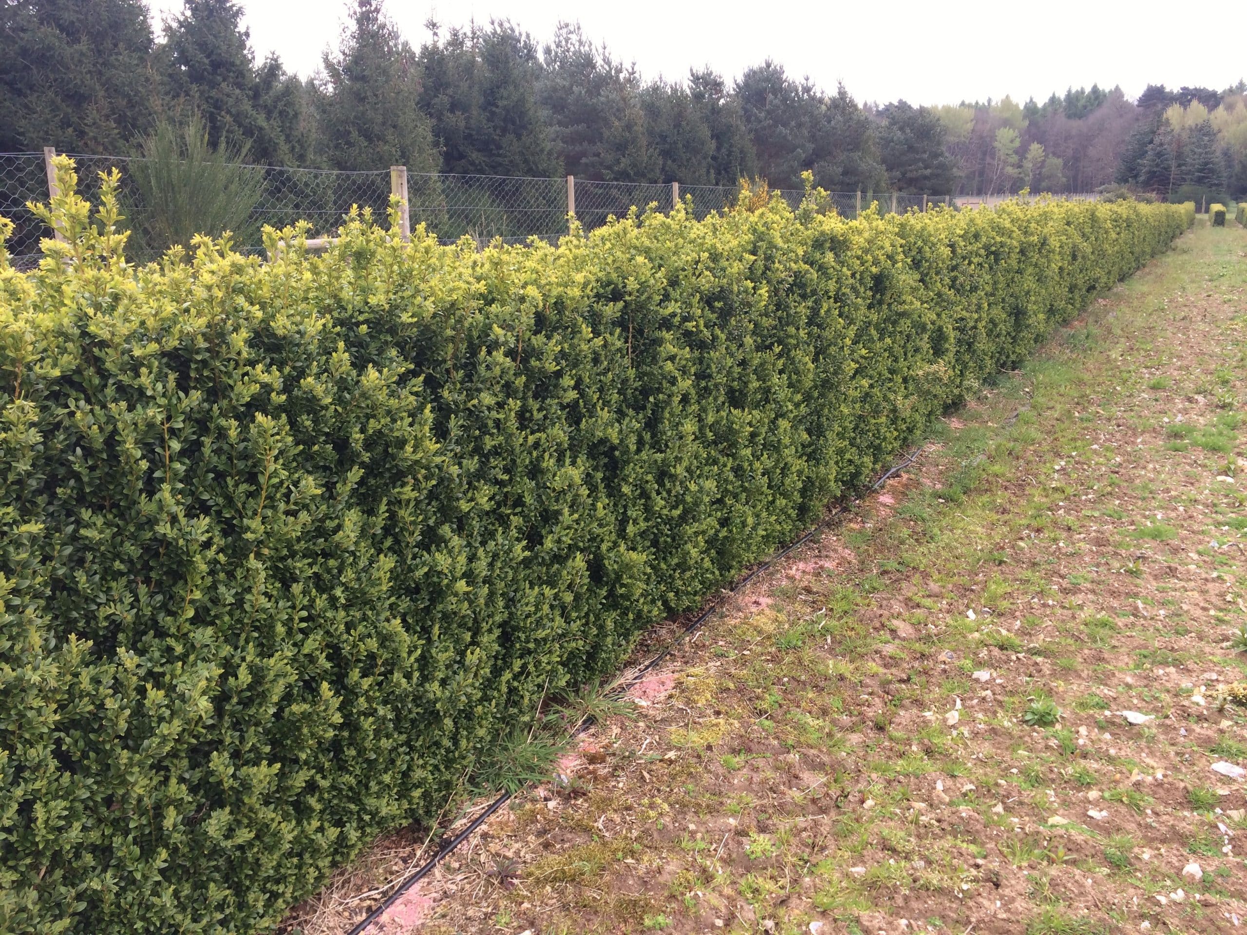 1.2m high Box Instant Hedge