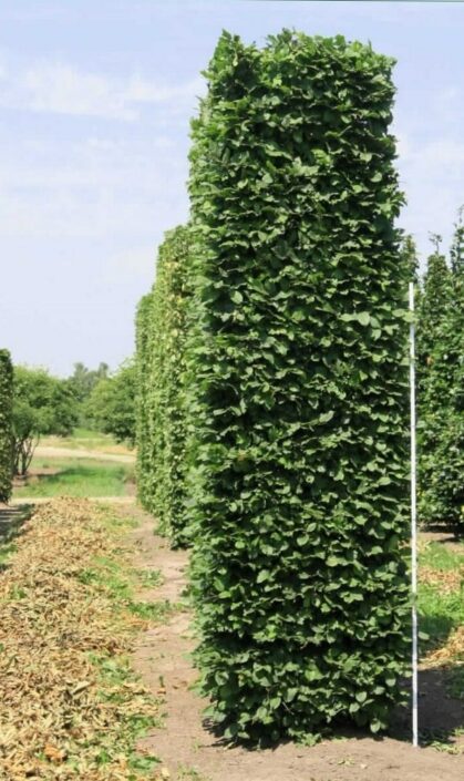 Image of a Carpinus betulus 3.5m hedge element