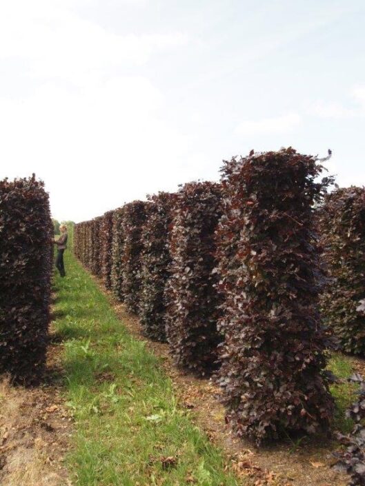 Image of a Fagus sylvatica Atropunicea