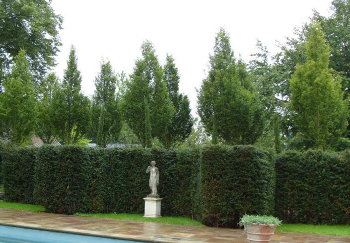 image of a Hedge Elements with trees