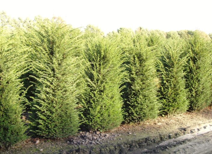 Image of a Hedging plants Taxus baccata 2.0-2.25m