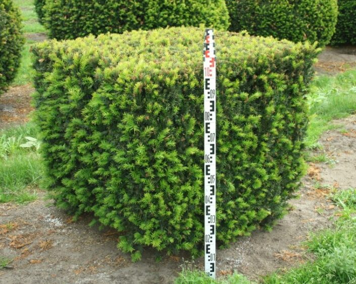 Yew topiary cube perfect for formal garden design