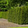 Image of Yew Taxus Hedging Grade Plants