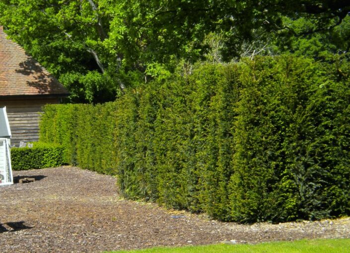 Image of Yew Taxus Hedging Grade Plants
