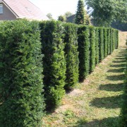 Image of a Yew Taxus baccata 1.5m element