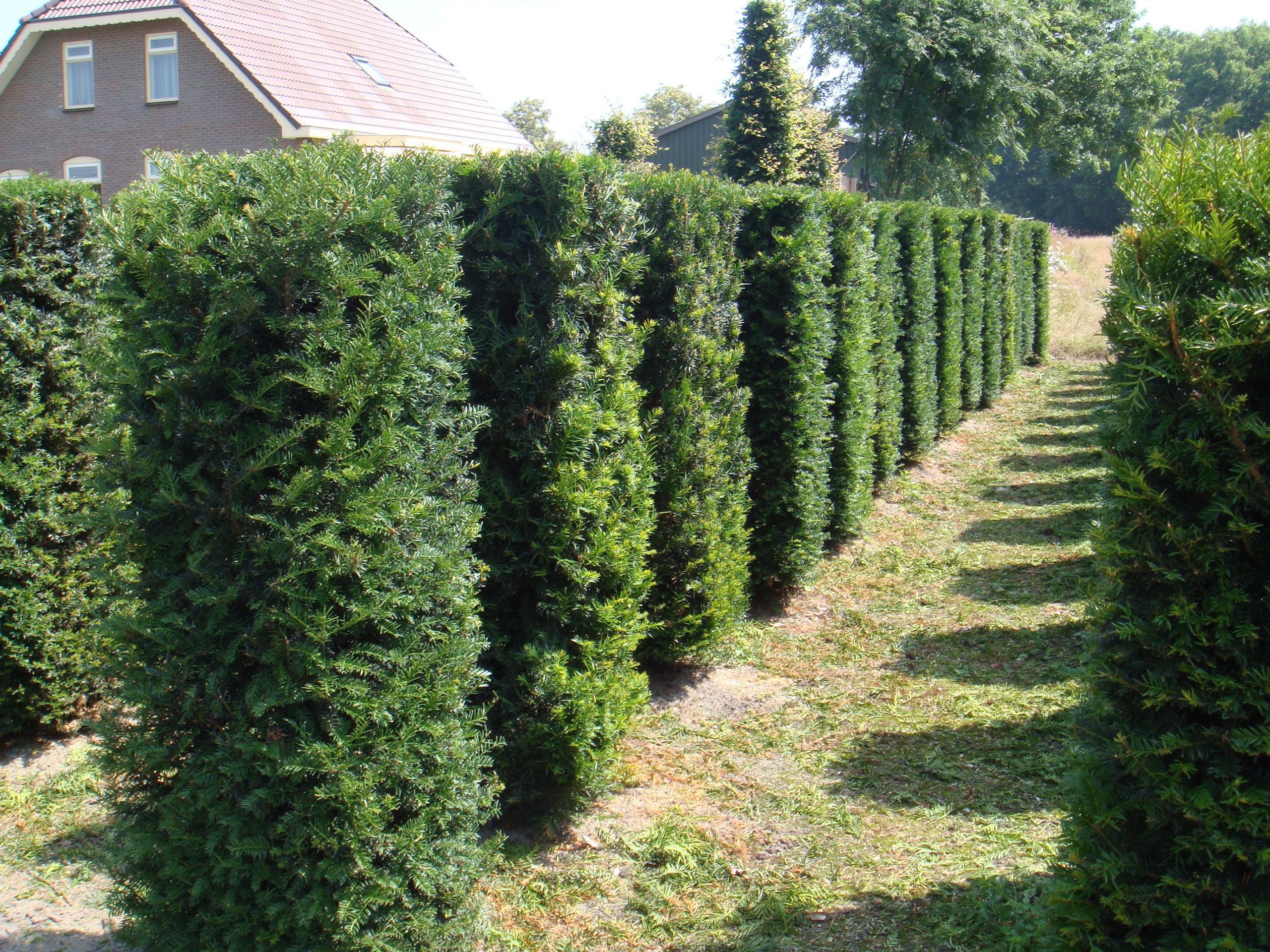 Image of a Yew Taxus baccata 1.5m element