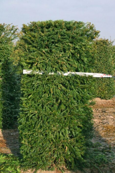 Image of a Yew Taxus baccata hedging element