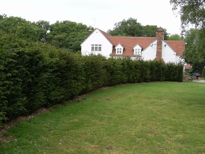 Image of Individual taxus hedging 2.25m high before trimming