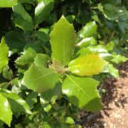 Holm oak leaf