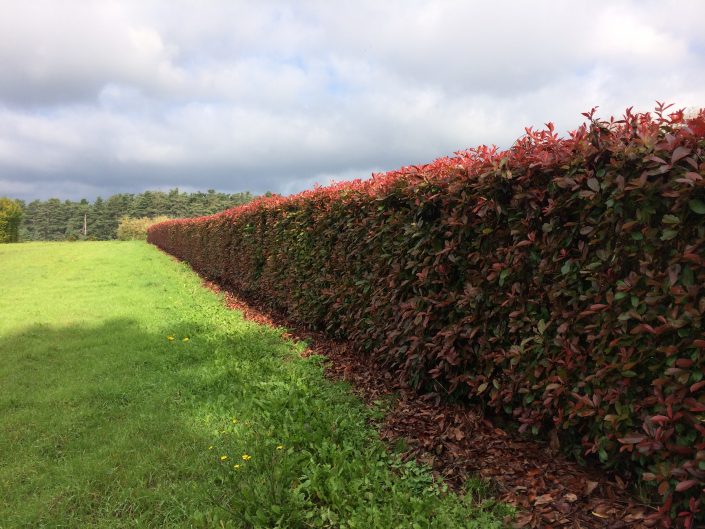 Photinia Instant Hedge