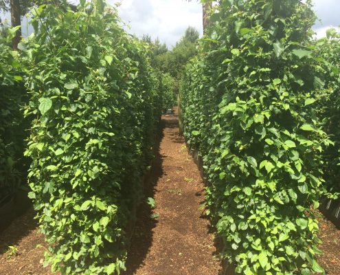 Practical Instant Native Mix Hedge growing in the nursery at Iver