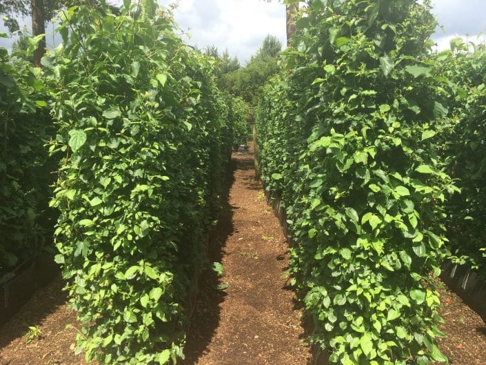 Practical Instant Native Mix Hedge growing in the nursery at Iver