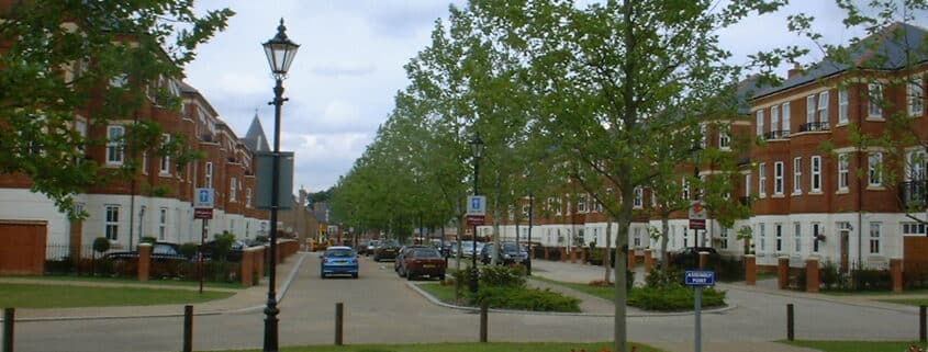 Platanus Acerifolia