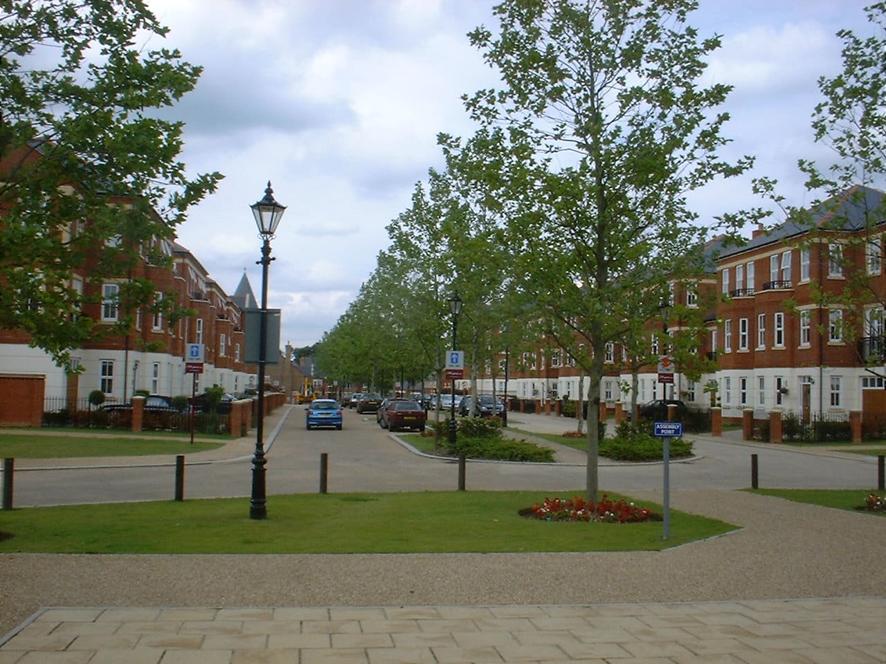 Platanus Acerifolia