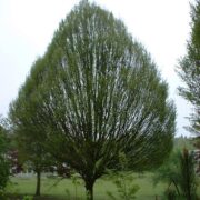 Carpinus betulus Fastigiata Hornbeam