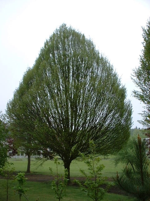 Carpinus betulus Fastigiata Hornbeam