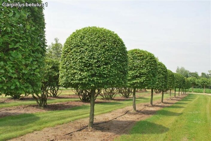 Carpinus betulus, beehive on clear stem