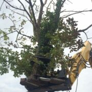 Tree clearance machinery