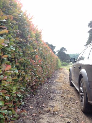1.8m Photinia Instant Hedge
