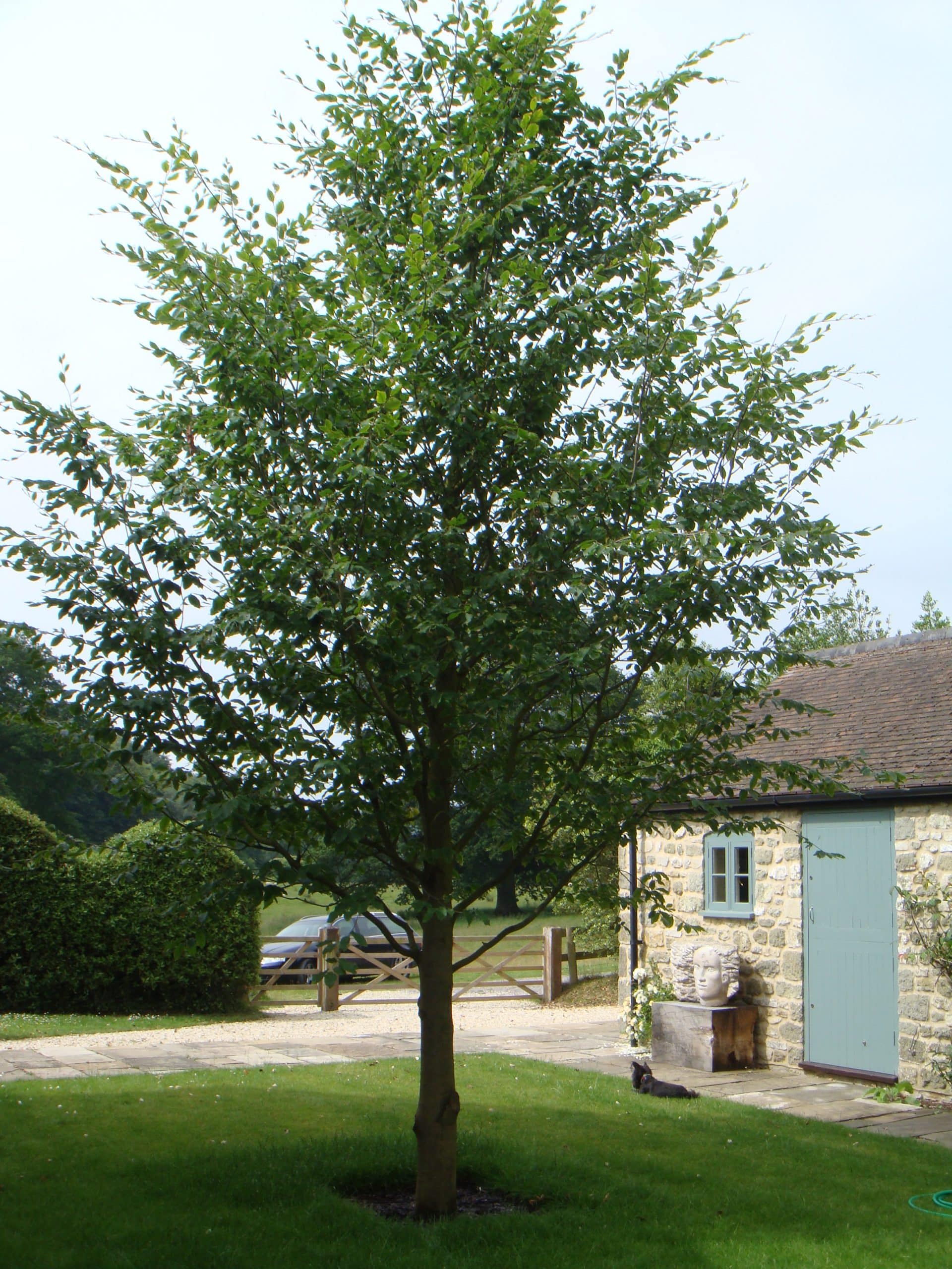 Beautiful specimen Chinese Beech tree in new location