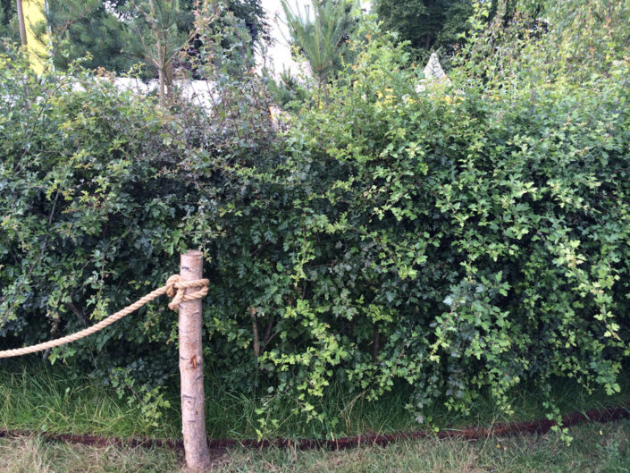 Hawthorn Hedge at Hampton Court