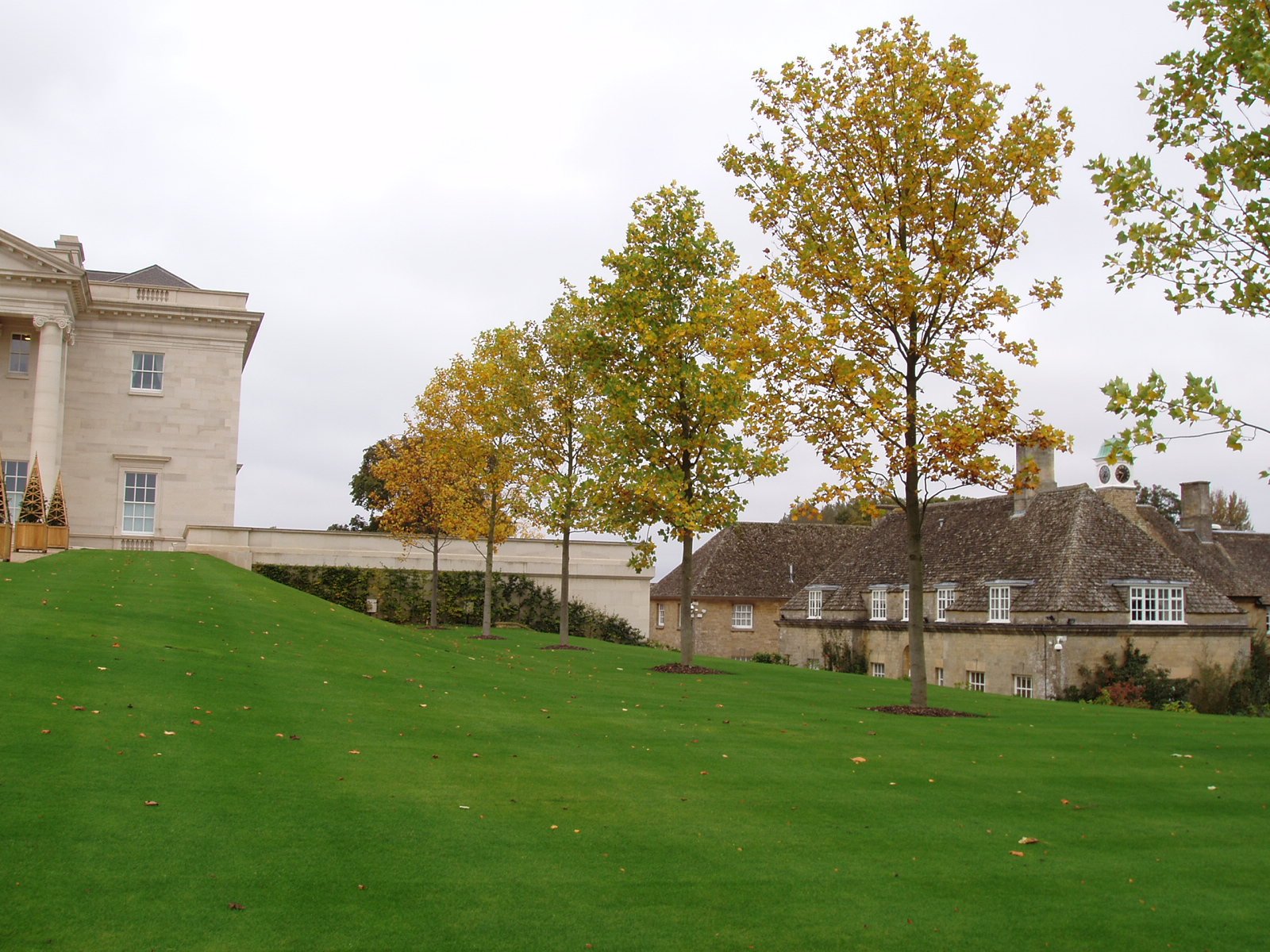 Liquidambar styraciflua