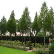 Carpinus betulus Frans Fontaine (Hornbeam)