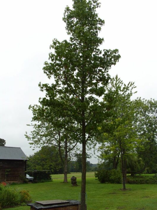 Large specimen tree planted at our Installation garden