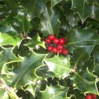 Holly leaf and berry