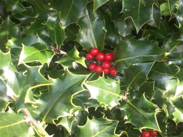 Holly leaf and berry