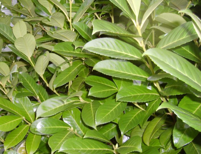 Laurel Leaf detail