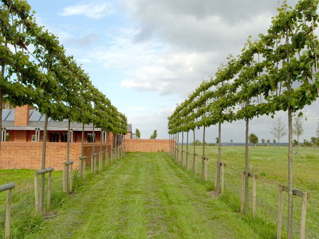 Row of pleached lime trees