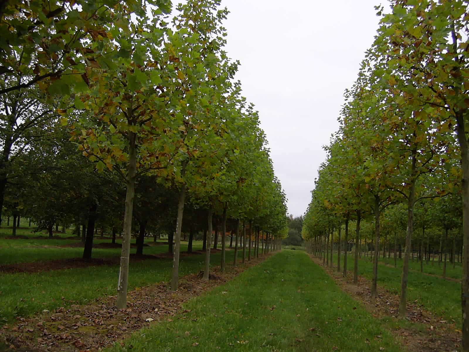 Platanus Acerifolia in Autumn