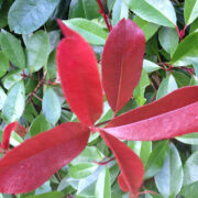 Photinia fraseri Red Robin Evergreen