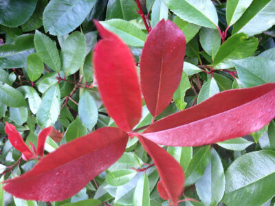 Photinia fraseri Red Robin Evergreen