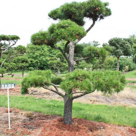 Pinus contorta