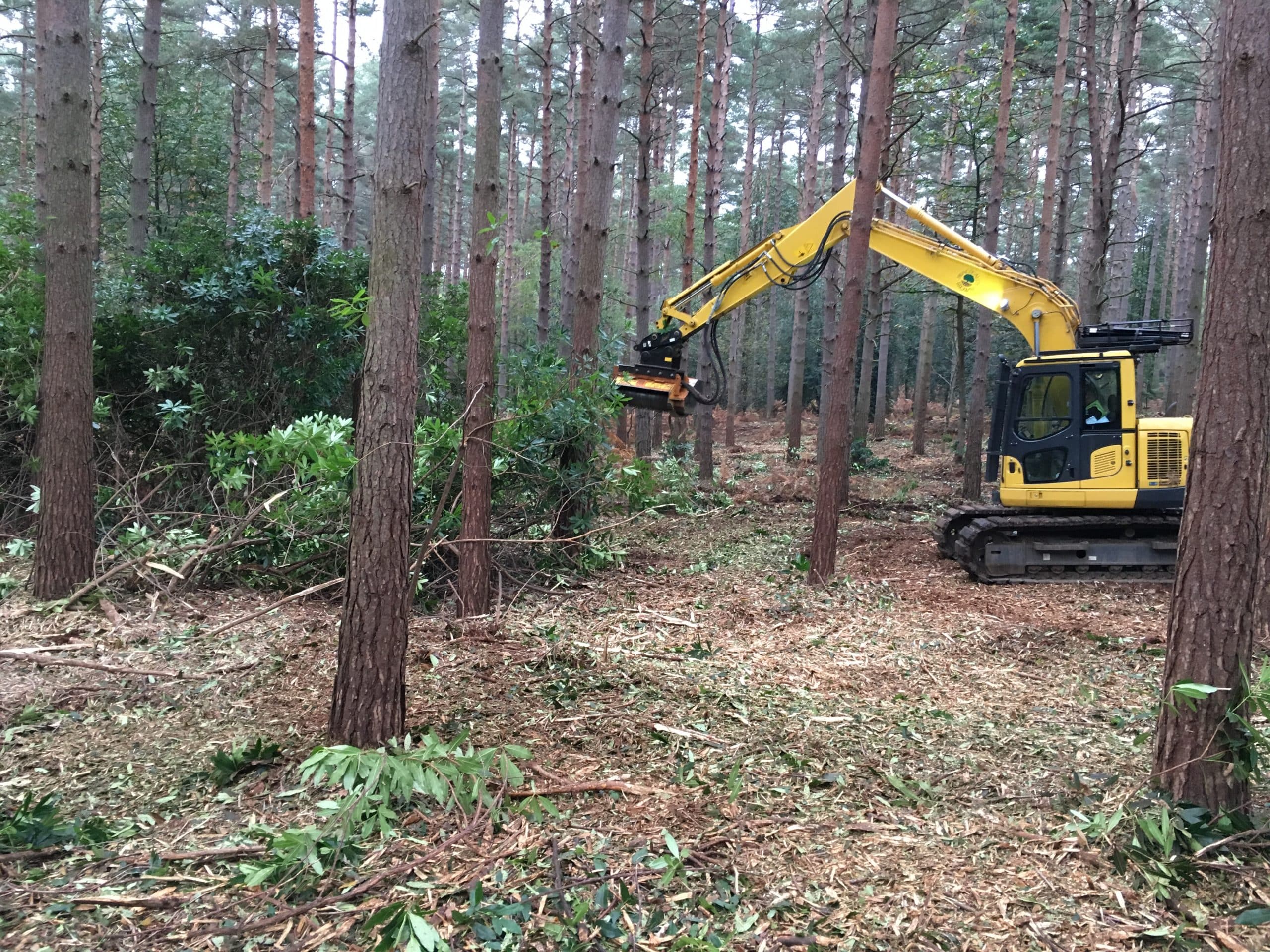 Clearing rhododendron in woodland