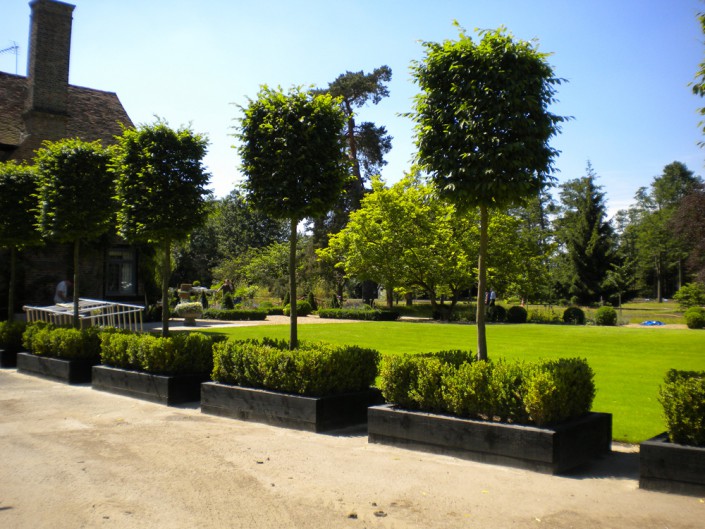 Carpinus betulus Box Head (Hornbeam)