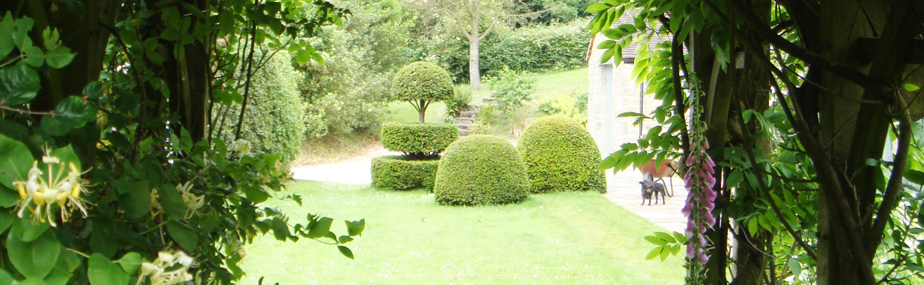 An install of our specimen topiary for a client