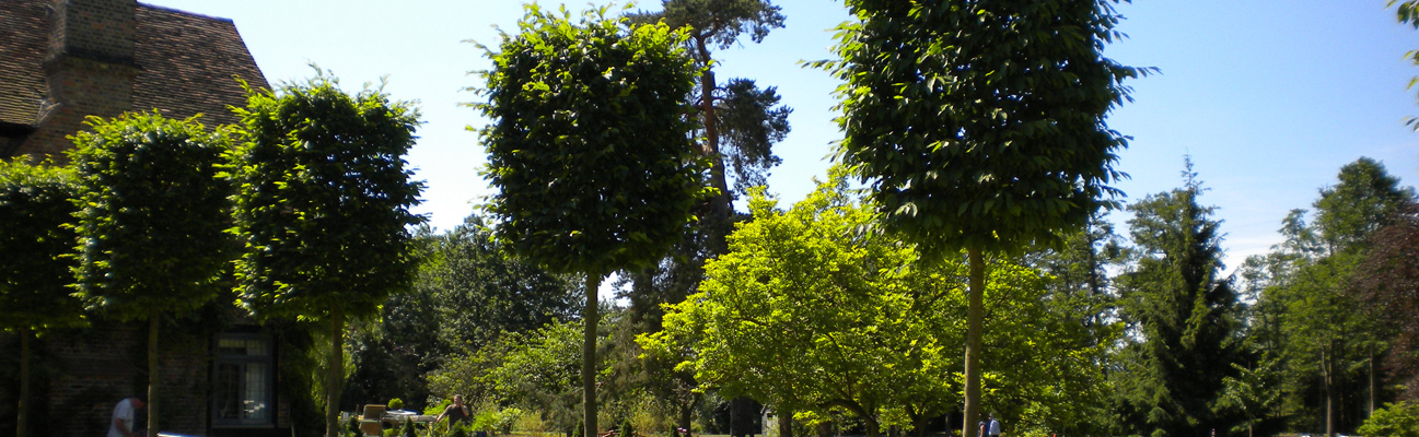 A image of an installation of specimen trees